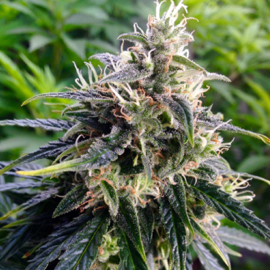 vibe-by-california-cannabis-dispensary-how-to-grow-cannabis-clones-northern-lights-indica-cannabis-strain-hype-cannabis-co