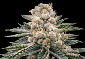 indica cannabis strain flower blue dream in full bud right before harvest