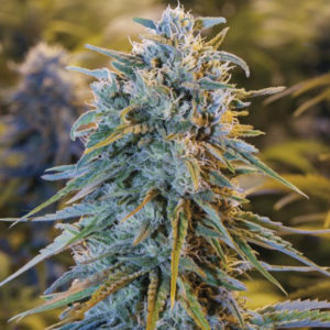 Blue Dream is a sativa-dominant hybrid that delivers an active high while relaxing muscles and easing the body to sleep. Blue Dream is a marijuana strain for sleep you to choose if you prefer an all over euphoric and relaxation sensation. 