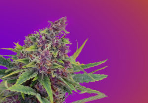 vibe by california salinas cannabis dispensary purple kush