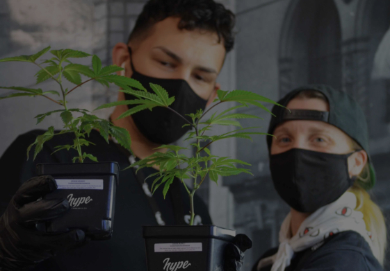 vibe cannabis dispensary near by how to grow cannabis clones hype cannabis co