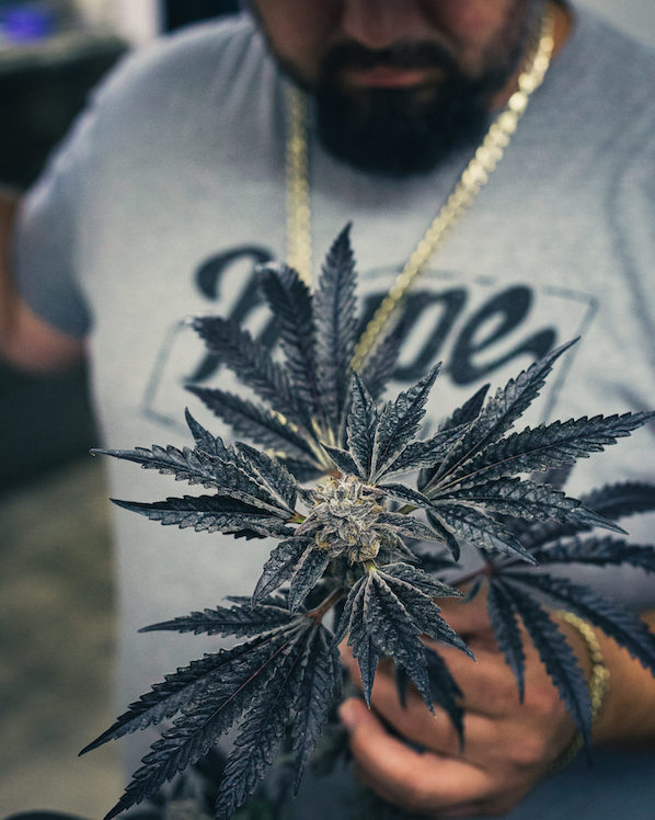 Best Cannabis Concentrates in Moreno Valley 1 hype-cannabis-co-ice-cream-cake-cannabis-flower