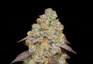 Vibe by California: Best Cannabis Dispensaries Near You 9 biscotti-pancakes-cannabis-strain-flower-bud-vibe-dispensary-hype-cannabis-co