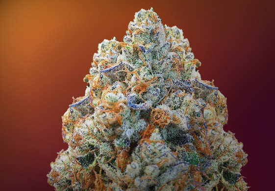 Chemdawg Marijuana Strain