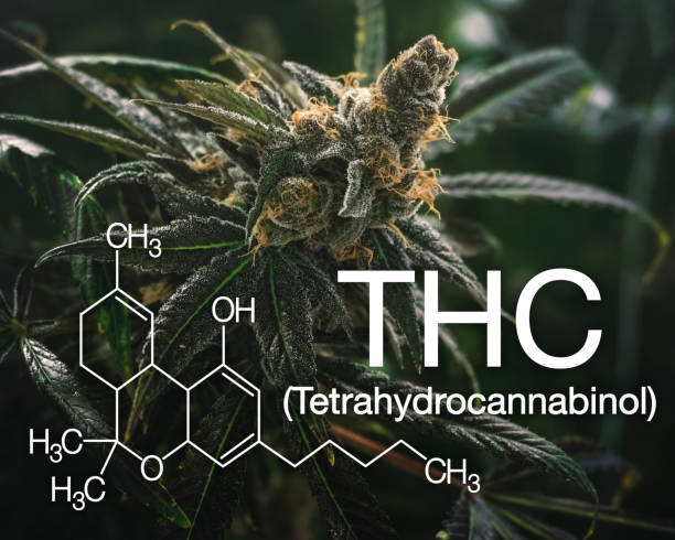 5 Things to Know about THC – Delta-9 Tetrahydrocannabinol