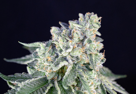 What is Mother’s Milk Cannabis Strain?