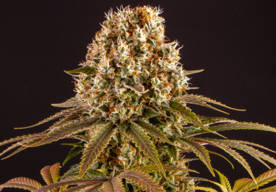 Top 5 Strongest Weed Strains 2022