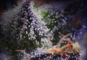 Vibe by California: Best Cannabis Dispensaries Near You 5 gelato #33 strain