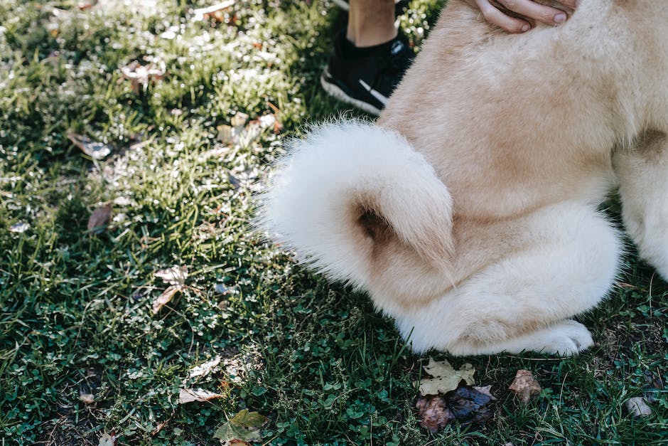 cannabis for pets exploring californias growing market for cbd pet products photo 5