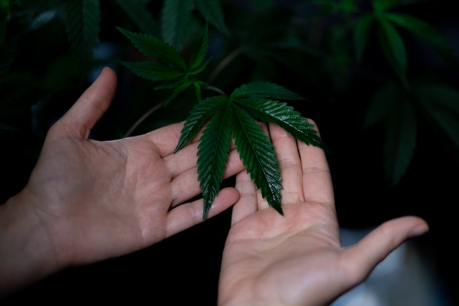 cannabis for sleep a guide to the best indica strains and products in california photo 1