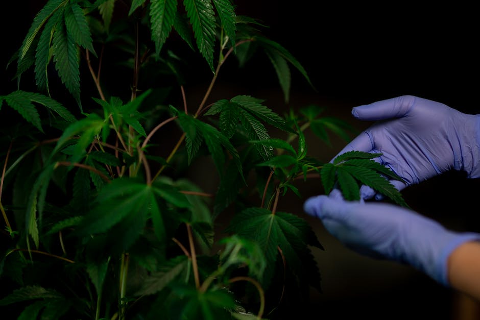 cannabis for sleep a guide to the best indica strains and products in california photo 3