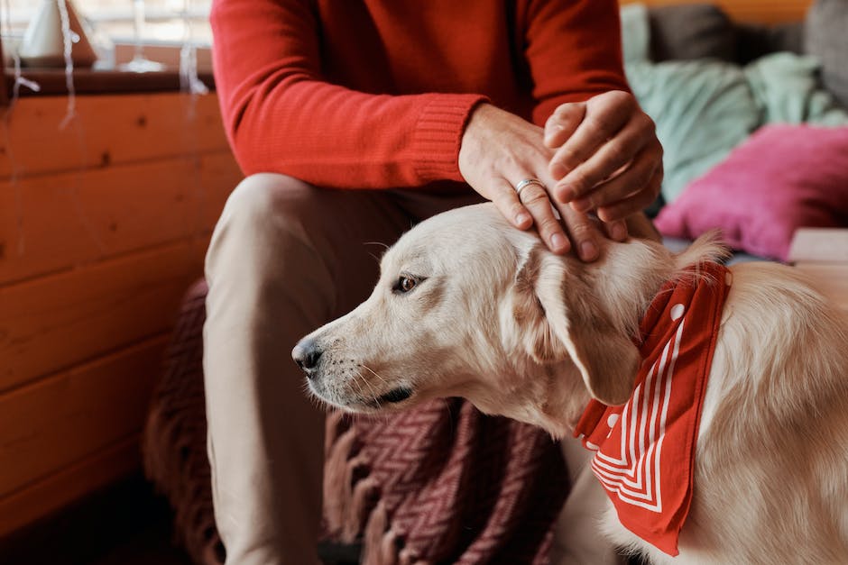 cbd treats for pets understanding their effects and benefits for your furry friends photo 4