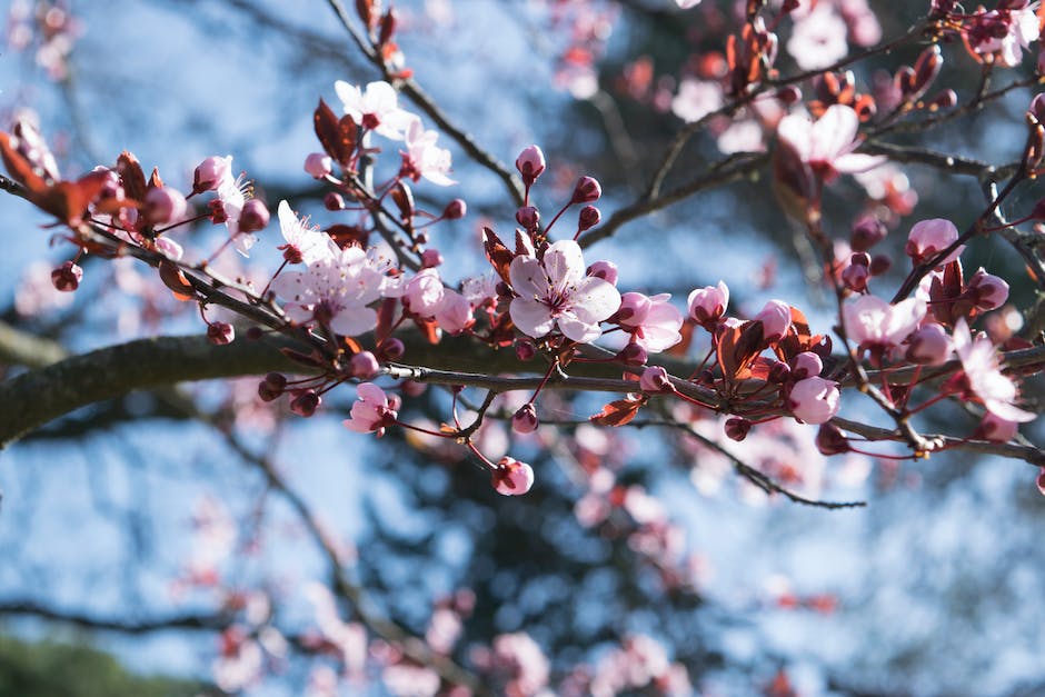 Selective Focus Photography of Pink Cherry Blossoms