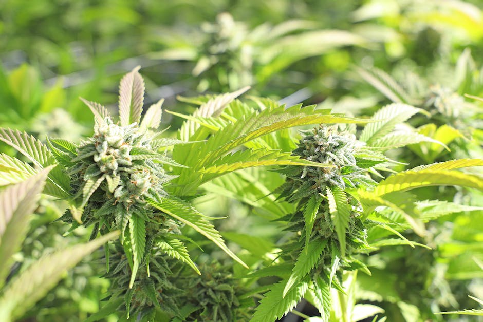 exploring the art of cannabis cultivation a look at the best growing techniques photo 2