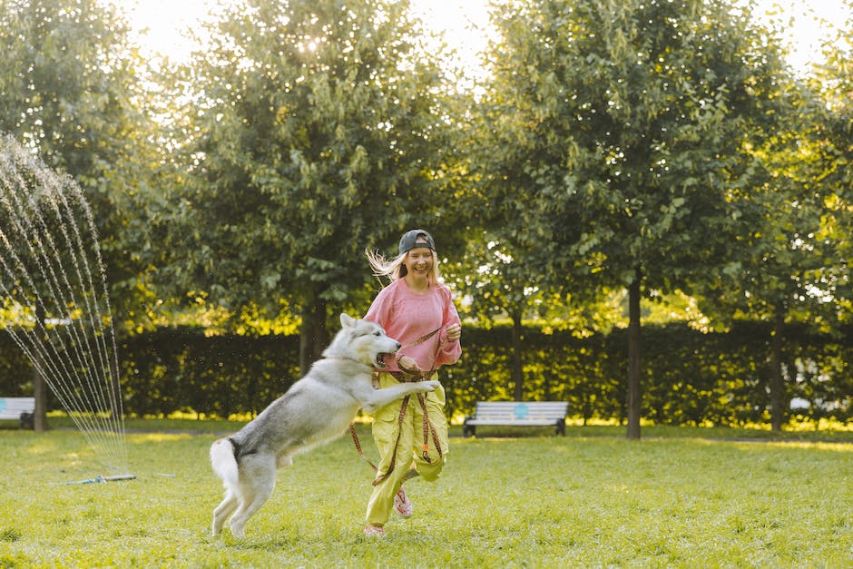 finding the perfect cbd dosage for your pet a comprehensive guide for pet owners photo 5