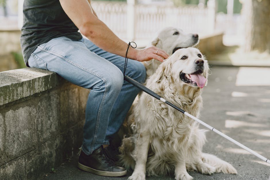finding the perfect cbd dosage for your pet a comprehensive guide for pet owners photo 6
