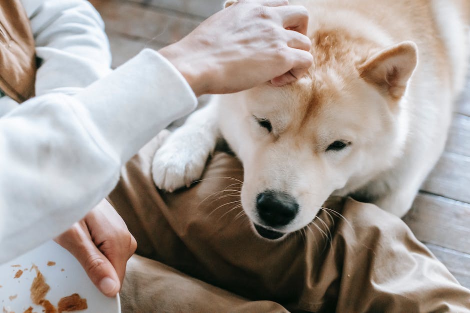 finding the perfect cbd dosage for your pet a comprehensive guide for pet owners photo