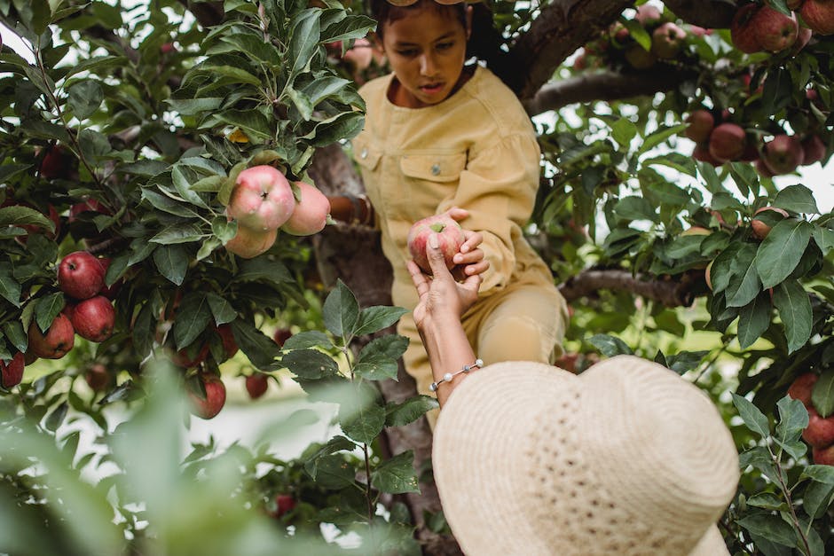 From Farm to Table: A Guide to California's Cannabis Dining Experiences and Farm Tours