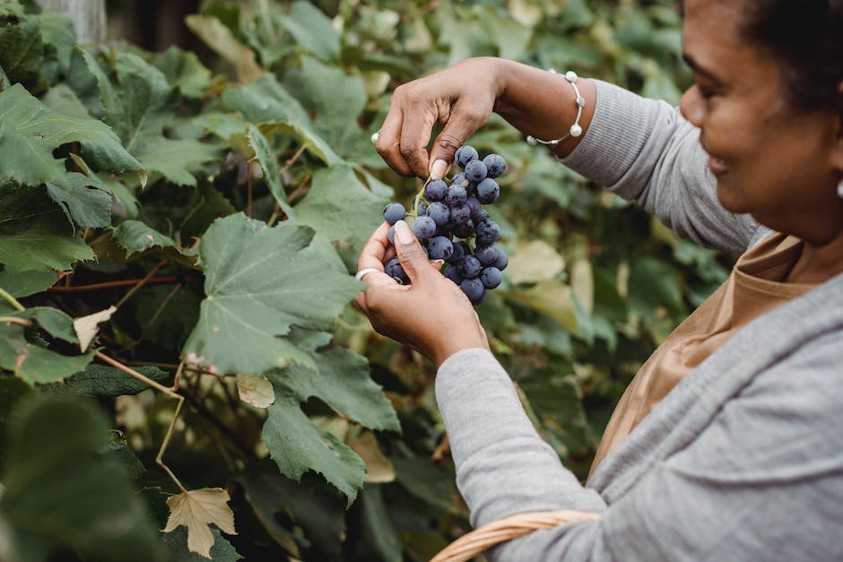 From Farm to Table: A Guide to California's Cannabis Dining Experiences and Farm Tours