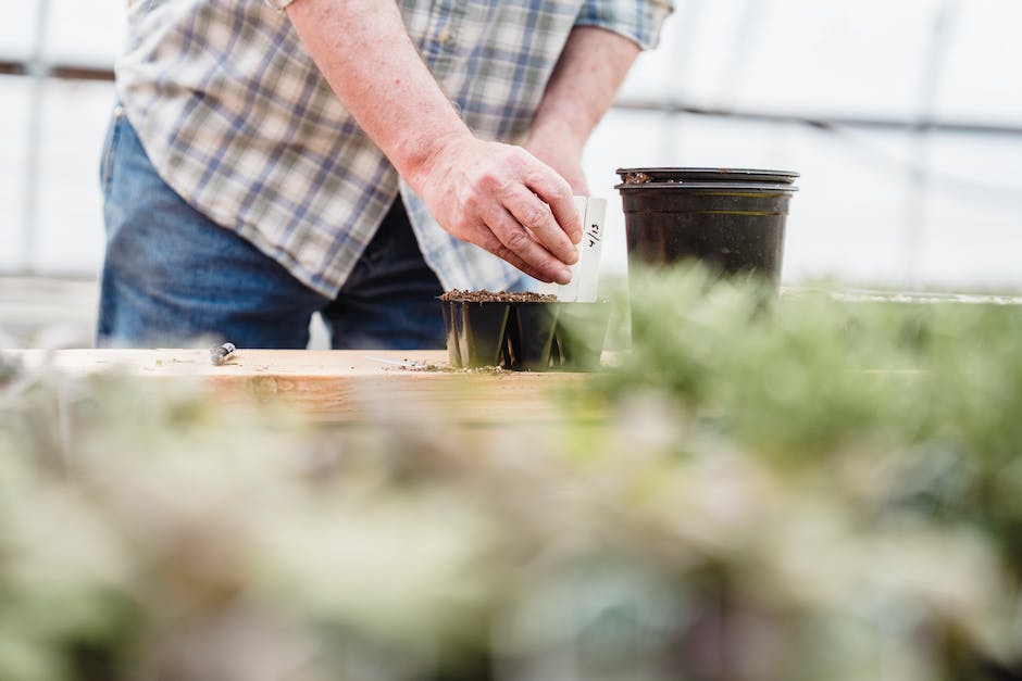 growing your own a beginners guide to marijuana seeds photo 1
