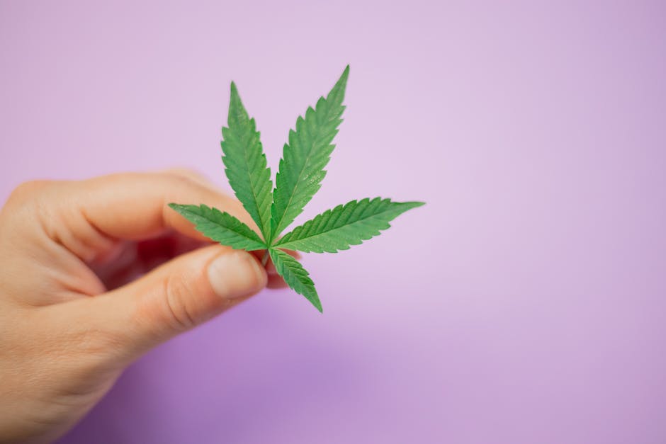 indica gummies benefits why theyre popular among californias recreational cannabis consumers photo 2