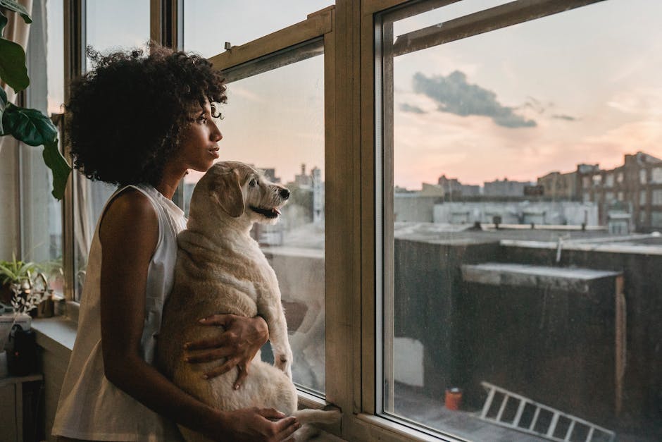 is cbd oil safe for your dog a comprehensive guide for pet owners photo 3