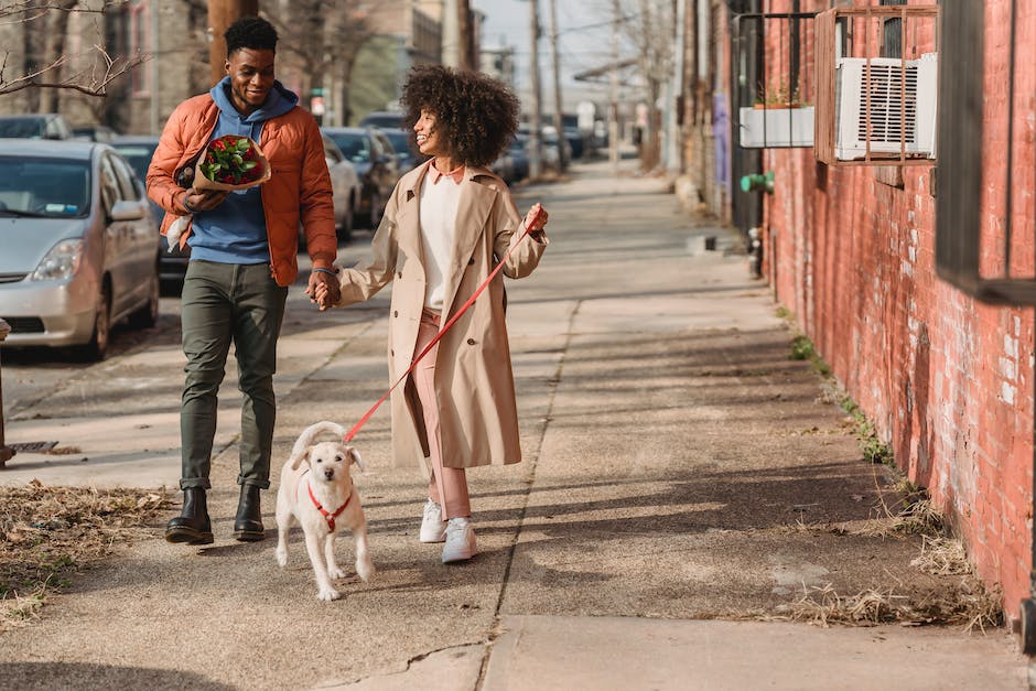 is cbd oil safe for your dog a comprehensive guide for pet owners photo 6