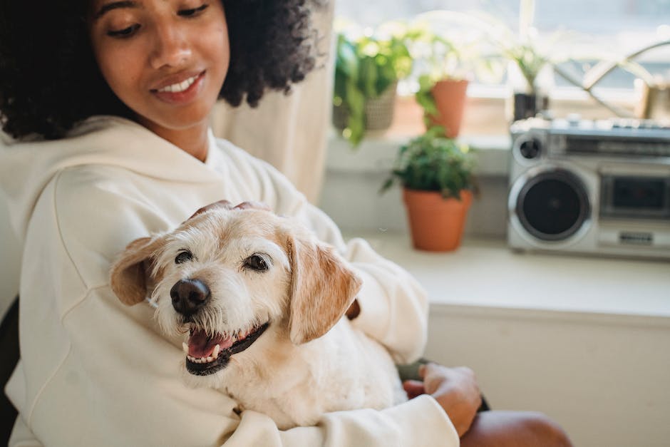 is cbd oil safe for your dog a comprehensive guide for pet owners photo