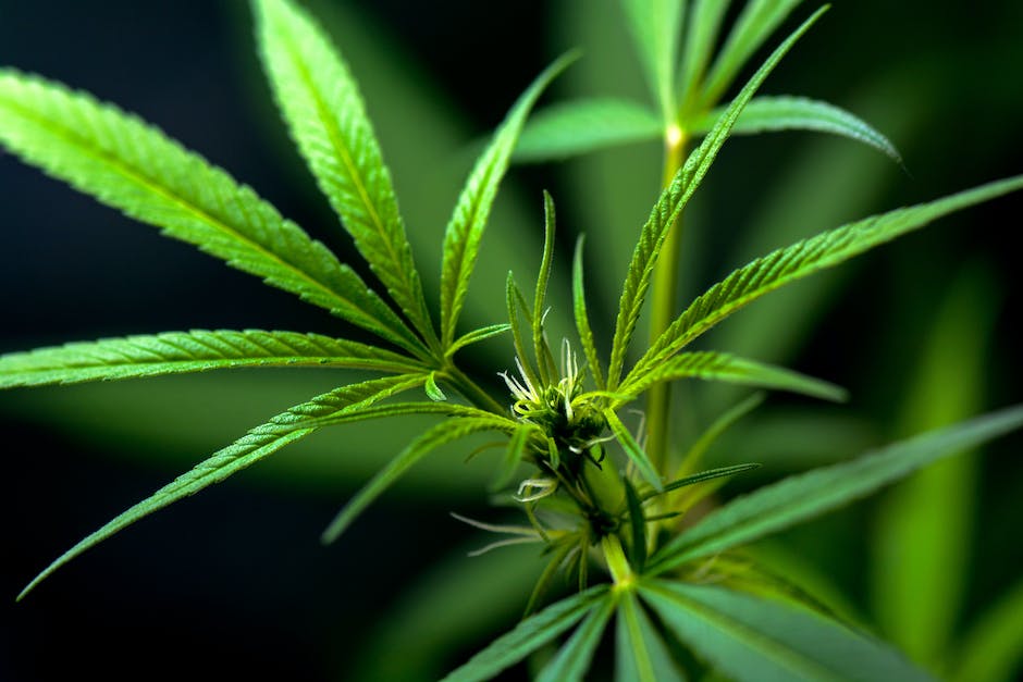 pricing the green how much does an eighth of weed cost in california photo 2