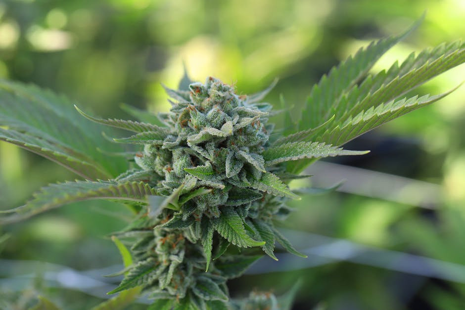 Eighth of Weed Cost in California