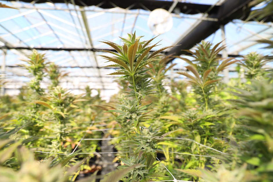 pricing the green how much does an eighth of weed cost in california photo 5