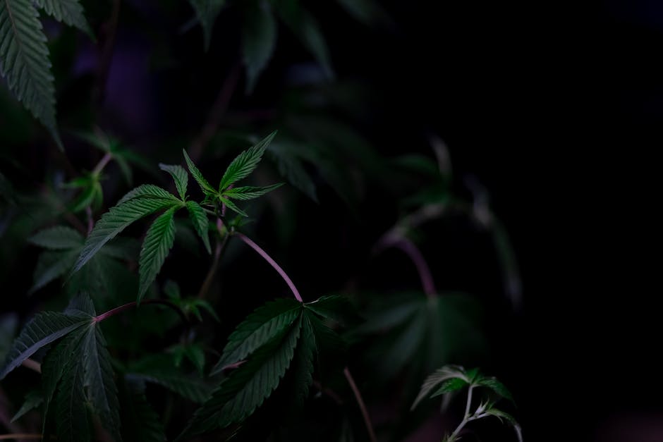 san diegos premier cannabis dispensaries a comprehensive guide photo