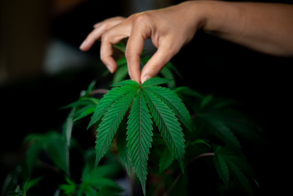 “Terpene Treasure: Discovering Types Of Cannabis Terpenes For California’s Recreational Users”