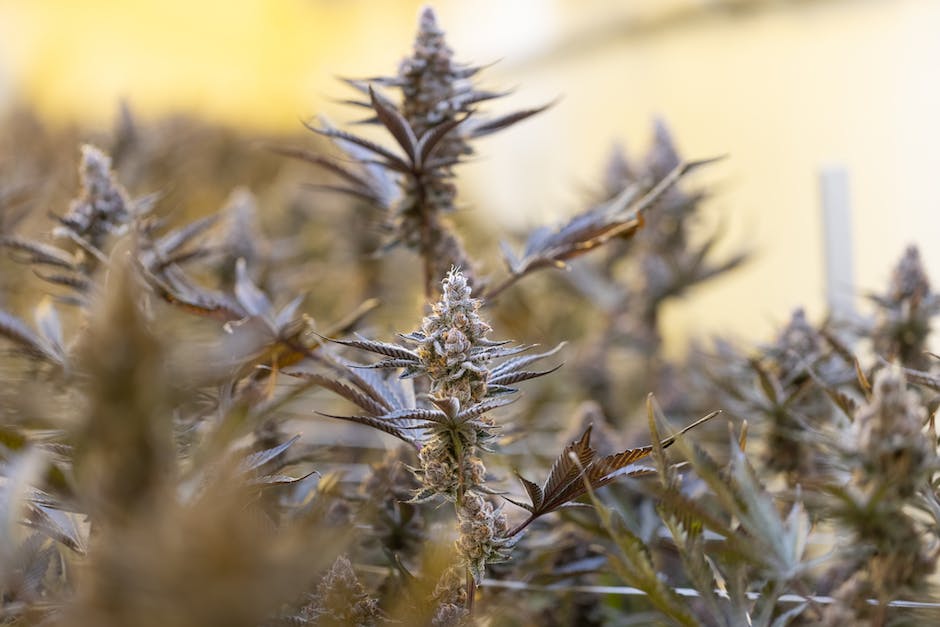types of cannabis products in california a comprehensive overview for recreational consumers photo 3