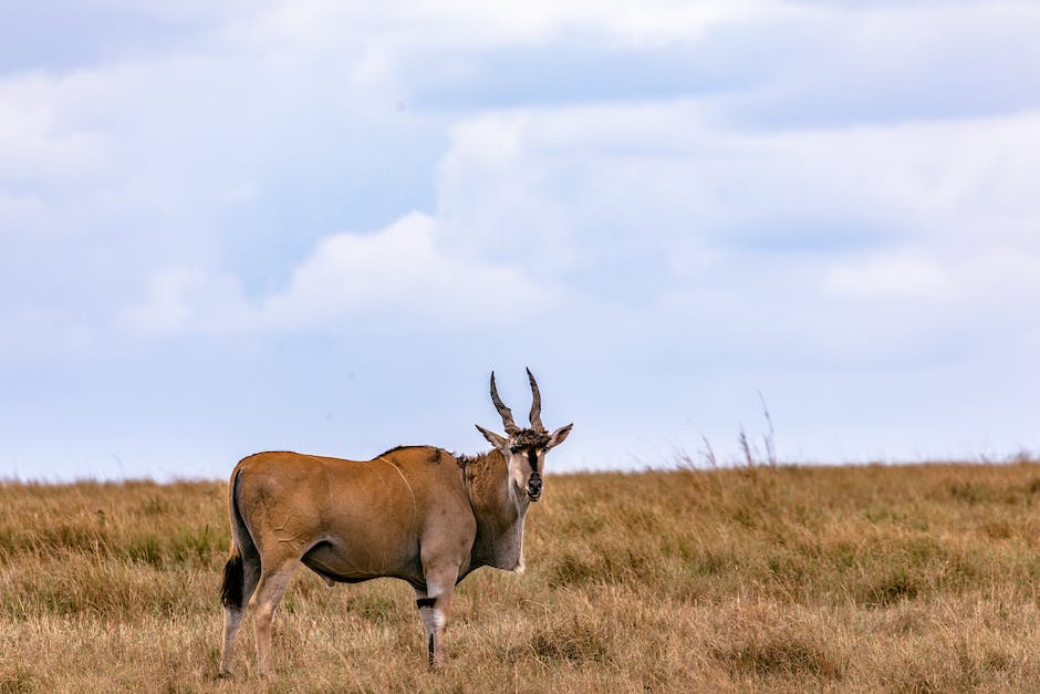 Weed and Wildlife: Cannabis-Friendly Nature Walks in California's National Parks