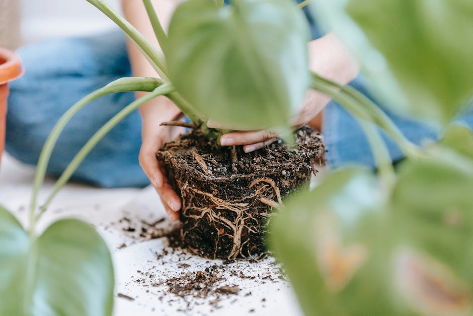 Growing Cannabis at Home: Tips for Successful Indoor Clone Cultivation