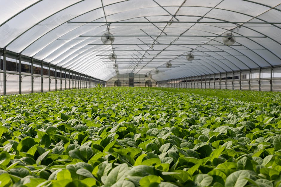 Cannabis Yield-Boosting Tactics: An In-depth Look Into Topping And LST