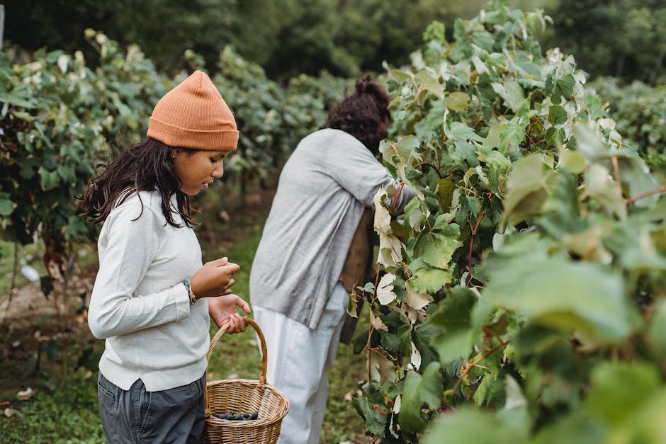 Leaf, Bud, And Harvest: The Trilogy Of Pruning, Training, And Maximizing Yields In Cannabis Cultivation