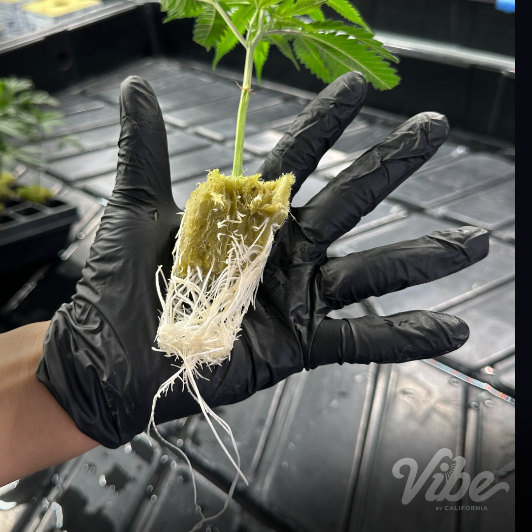 The Secret to High-Quality Cannabis Cultivation