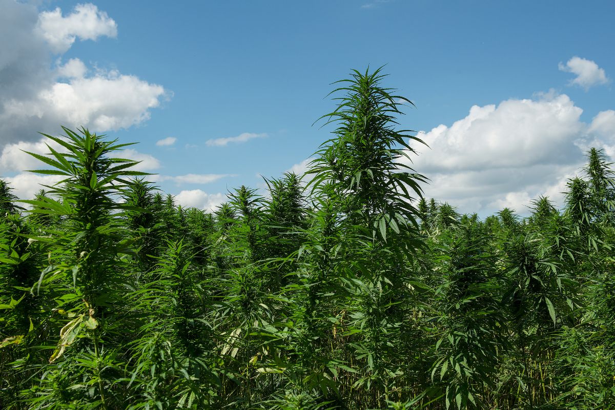 Spotlight on Mendocino County’s Cannabis Industry