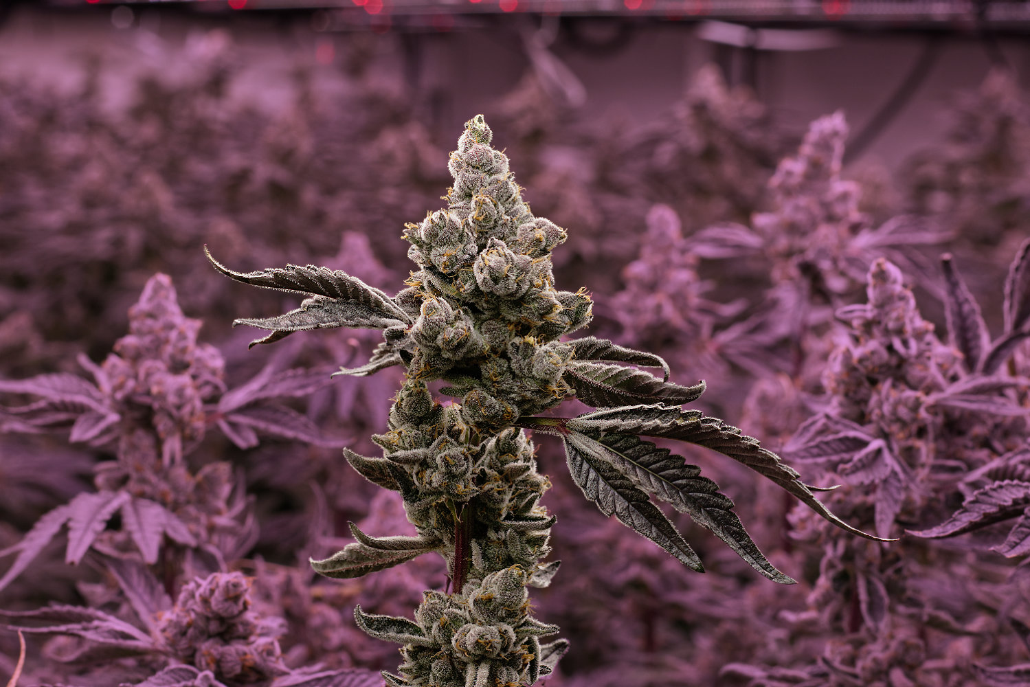 The Ultimate Cannabis Christmas Gift Guide: Premium Presents from Vibe By California 2 Premium Purple Cannabis Flower from Vibe by California