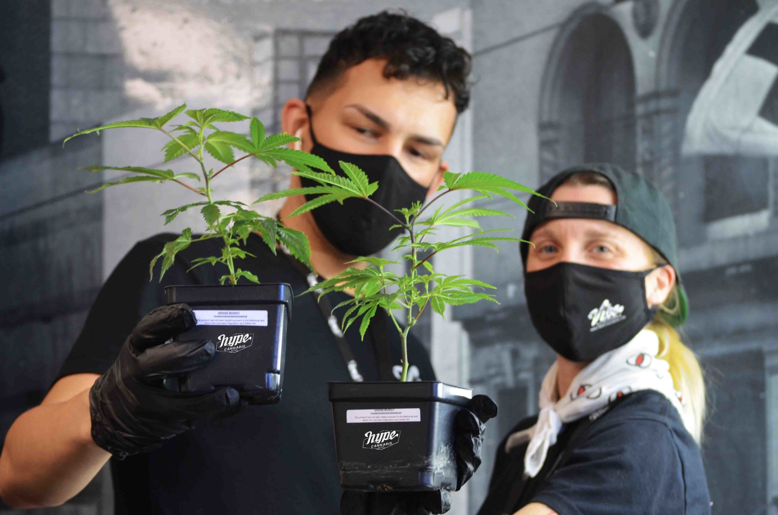 How to Grow Your Own Cannabis 1 Two people with clones learning how to grow your own cannabis