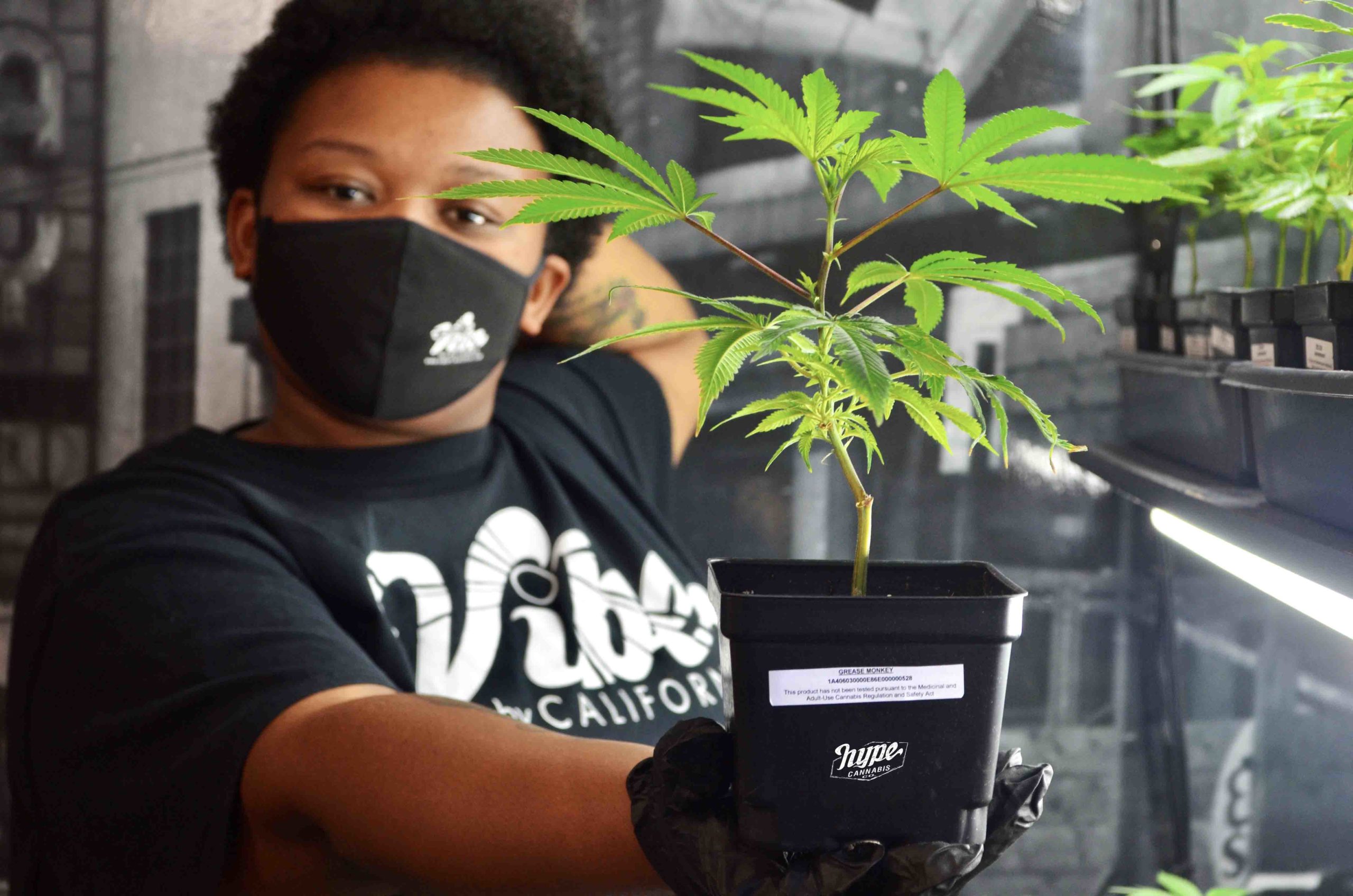 How to Grow Your Own Cannabis