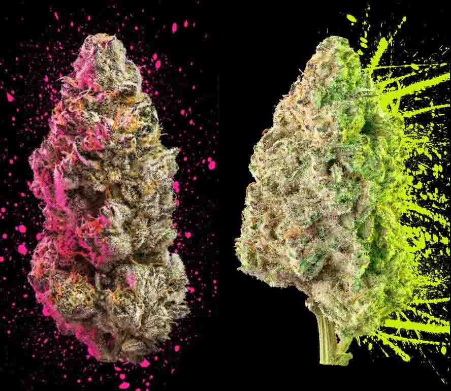 Indica vs Sativa 1 The battle of indica vs sativa